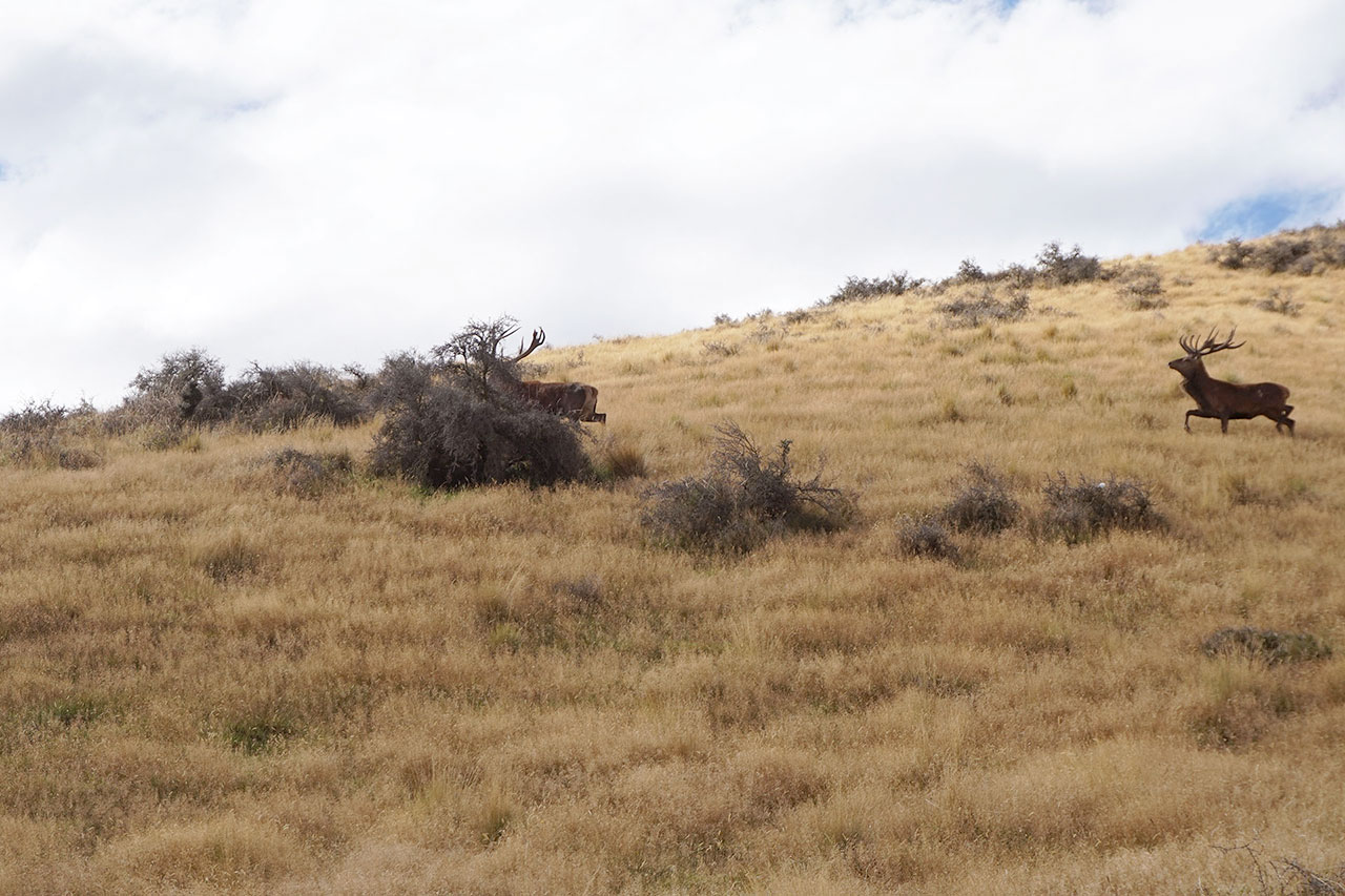 Red Stag Hunting In New Zealand