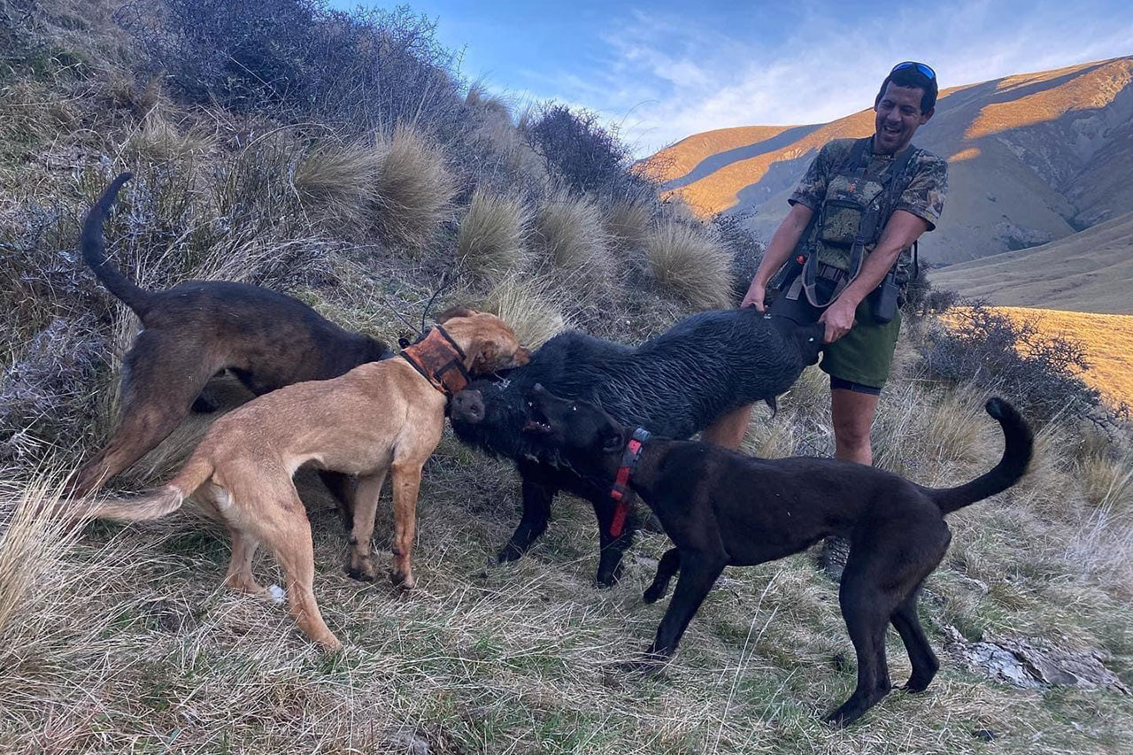 wild boar hunting with dogs