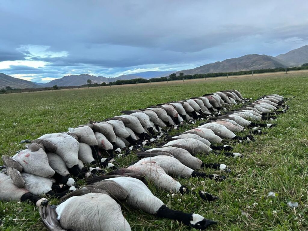 row of waterfowl