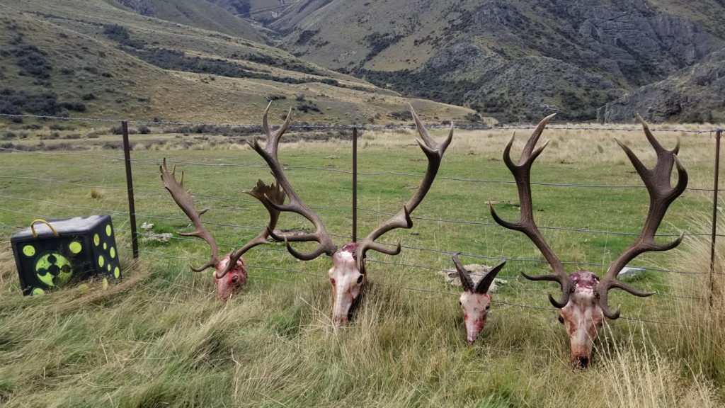 Animal skulls on a fence