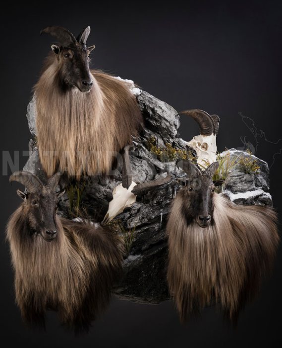 three bull tahr taxidermized