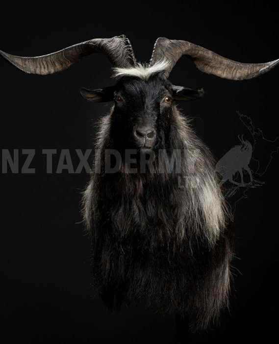 Black Ram taxidermy