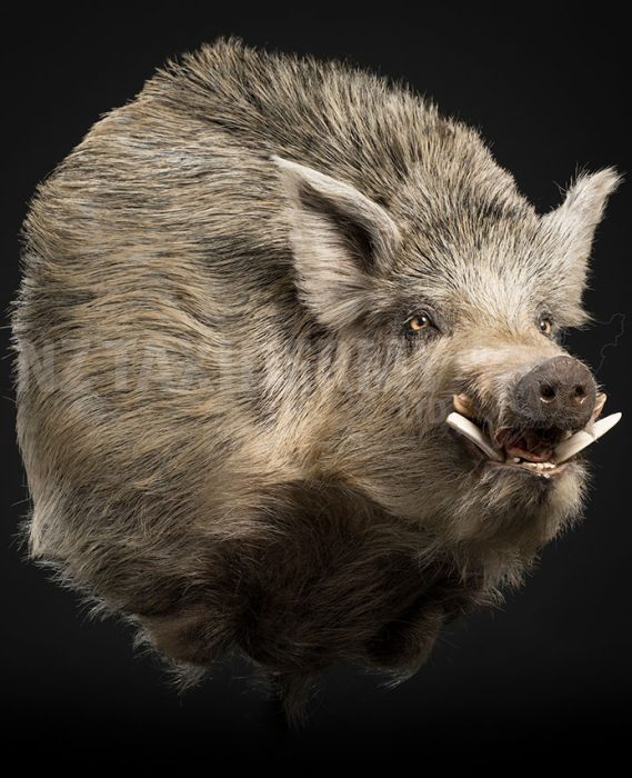 boar taxidermy