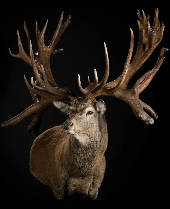 offset-semi-upright-right-turn-1b