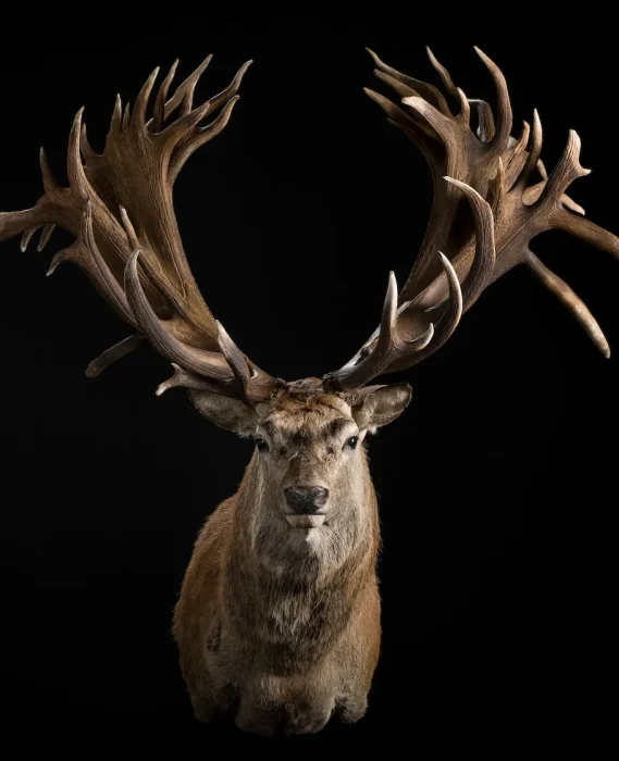 red-stag-semi-upright-slight-right-turn-2b